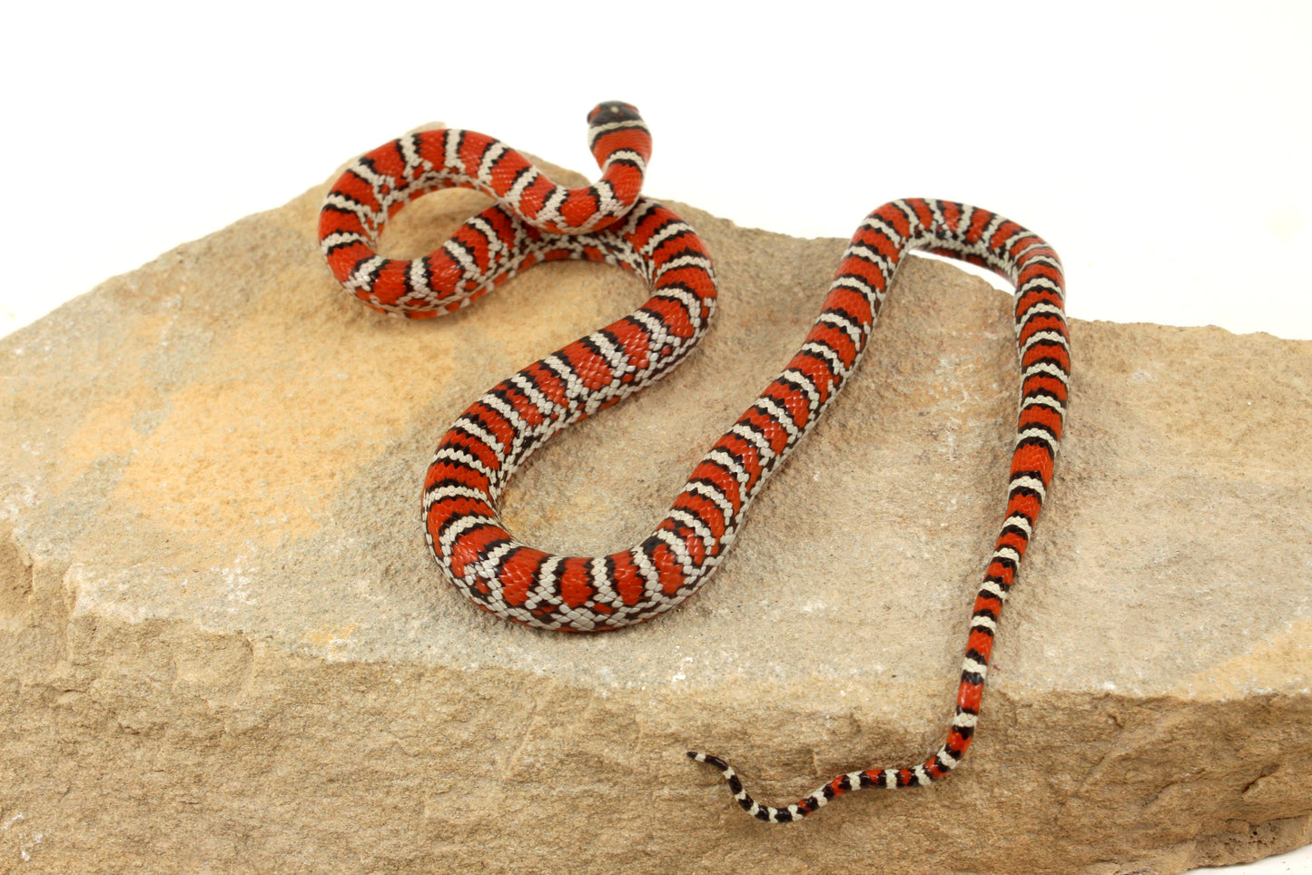 Chihuahua Mountain Kingsnake