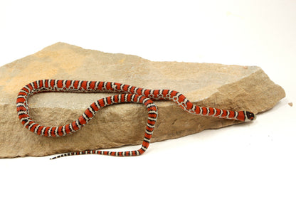 Chihuahua Mountain Kingsnake
