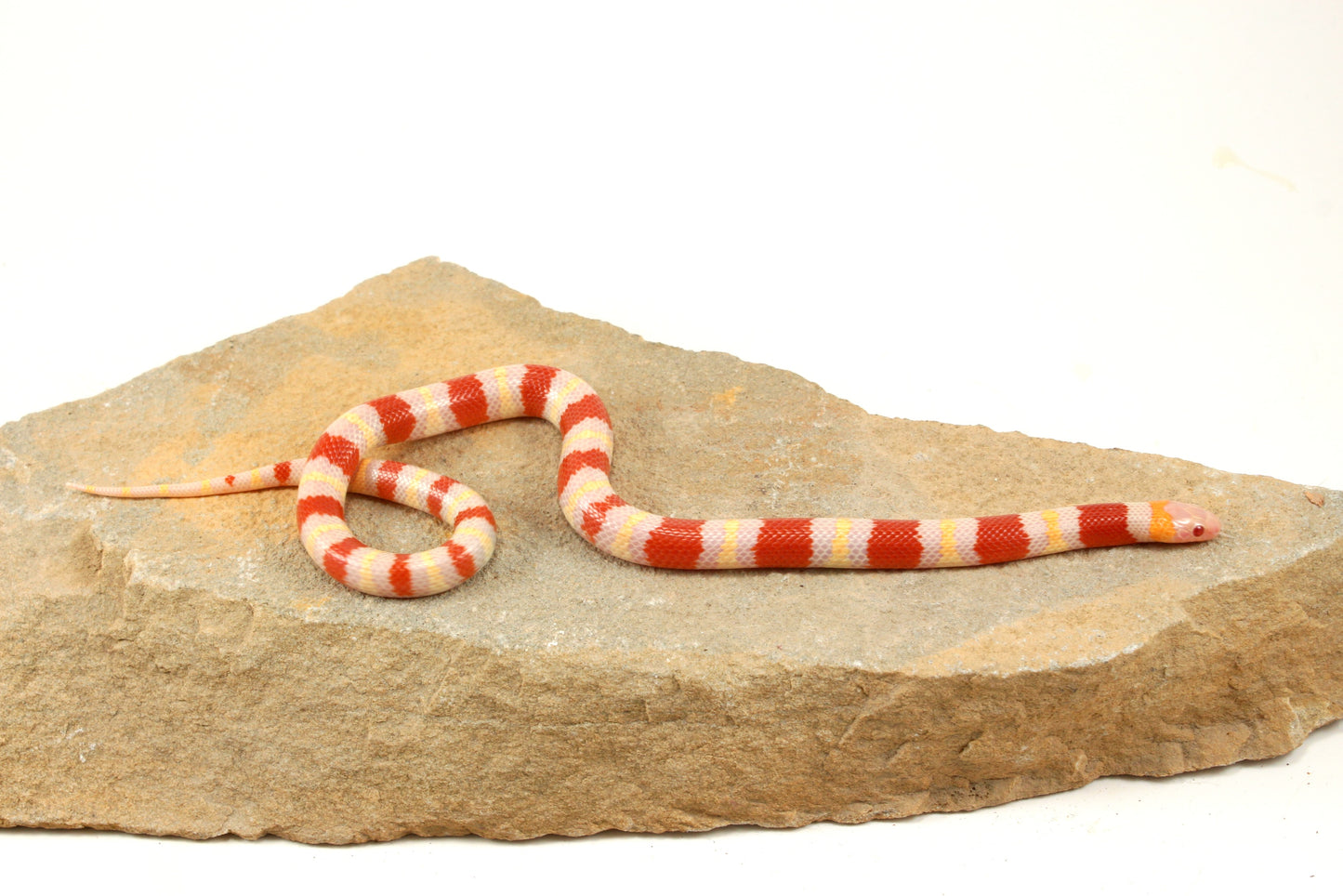 Albino Nelson's Mexican Milksnake