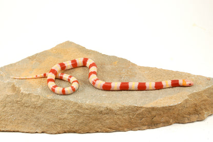 Albino Nelson's Mexican Milksnake