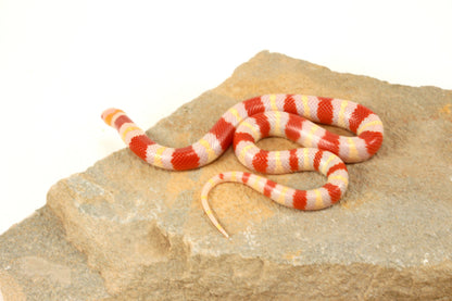 Albino Nelson's Mexican Milksnake