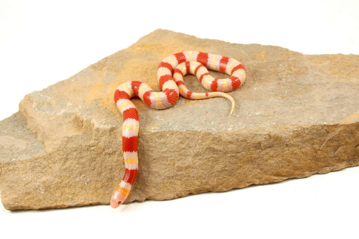 Albino Nelson's Mexican Milksnake