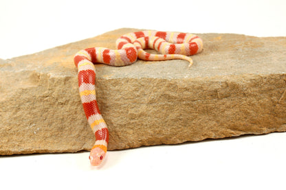 Albino Nelson's Mexican Milksnake