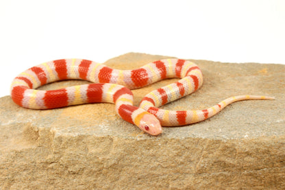 Albino Nelson's Mexican Milksnake