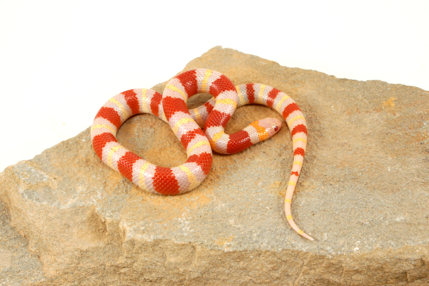Albino Nelson's Mexican Milksnake