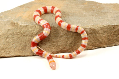Albino Nelson's Mexican Milksnake