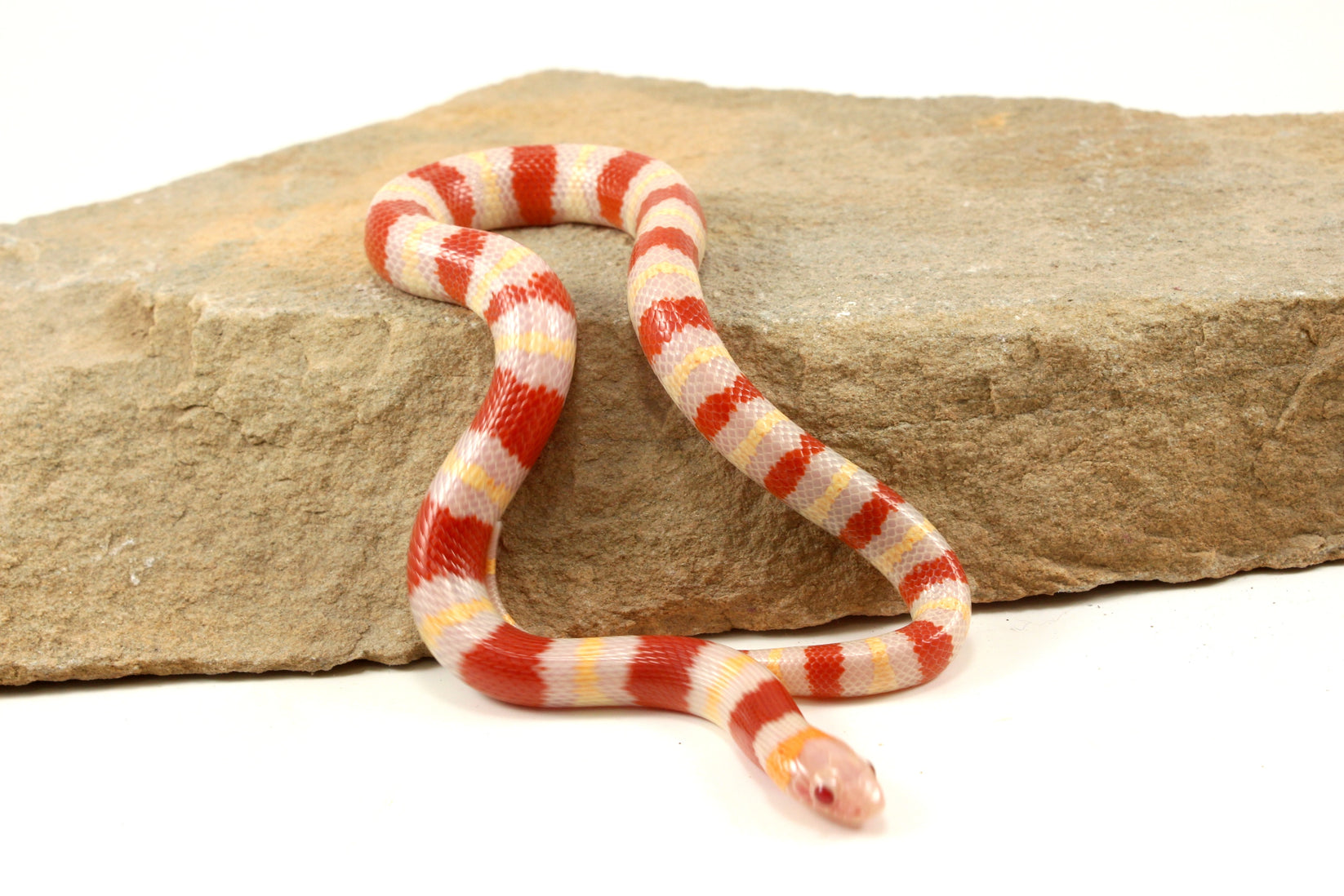 Albino Nelson's Mexican Milksnake - All Reptiles