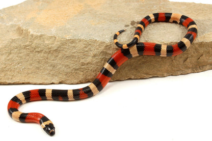 Apricot Pueblan Milksnake