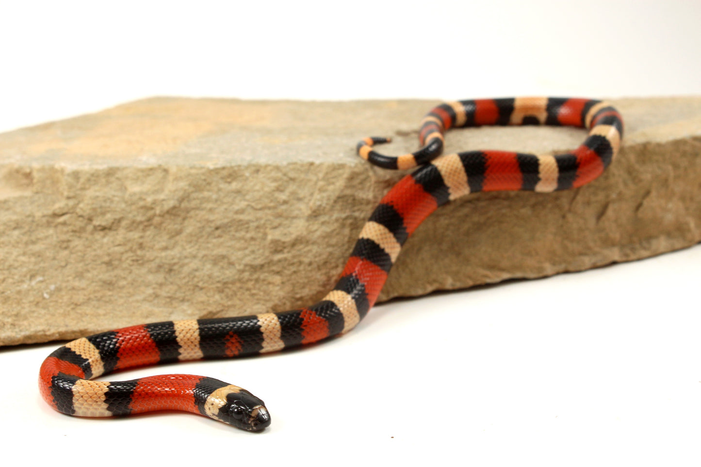 Apricot Pueblan Milksnake