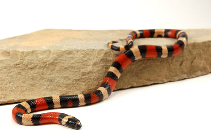 Apricot Pueblan Milksnake
