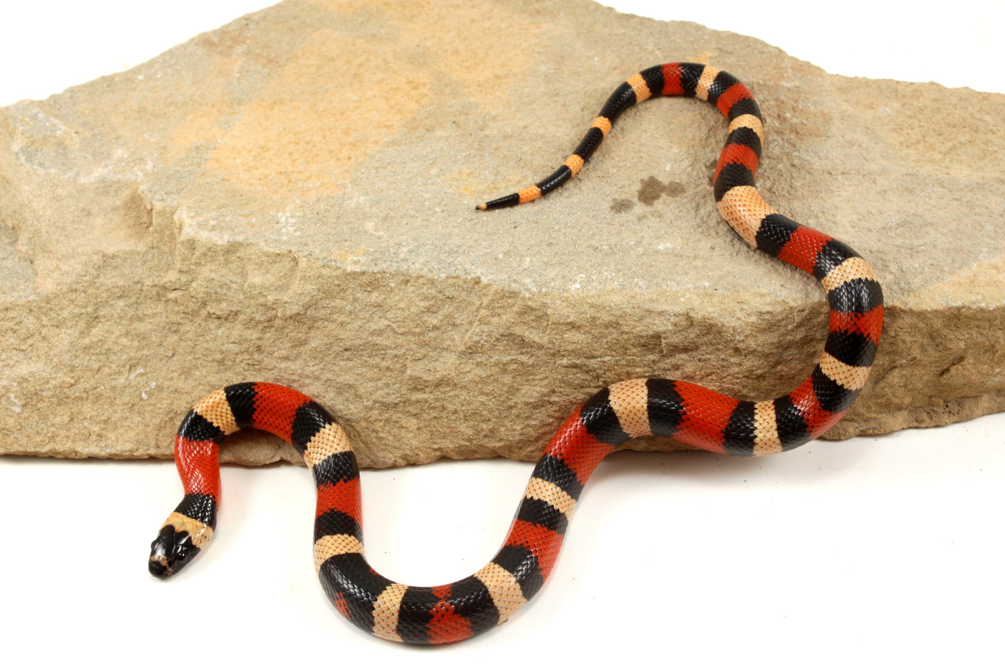 Apricot Pueblan Milksnake
