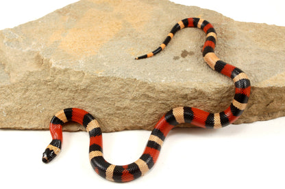 Apricot Pueblan Milksnake