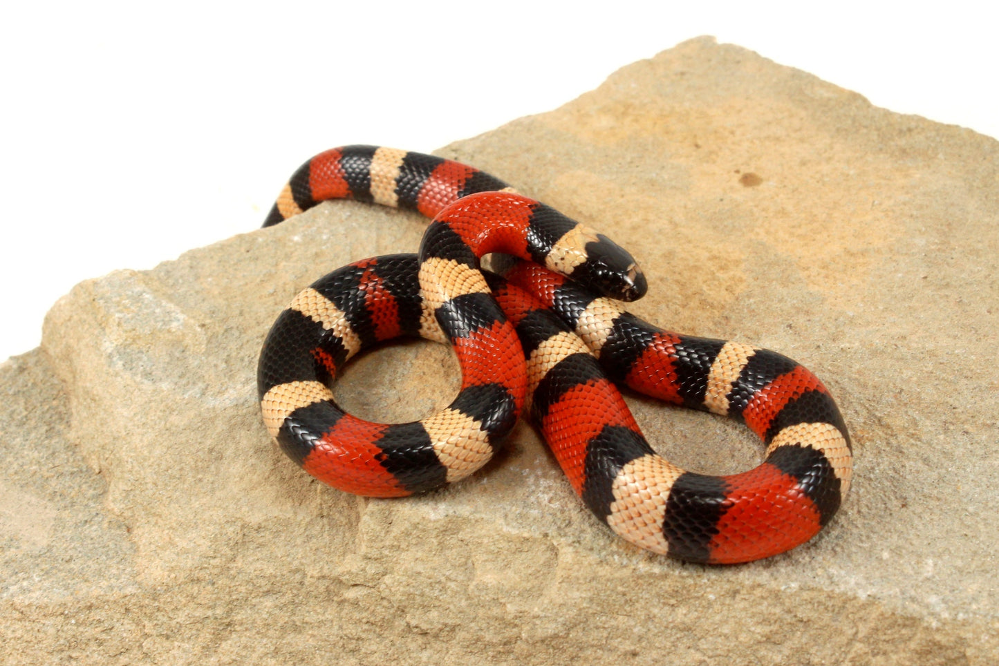 Apricot Pueblan Milksnake