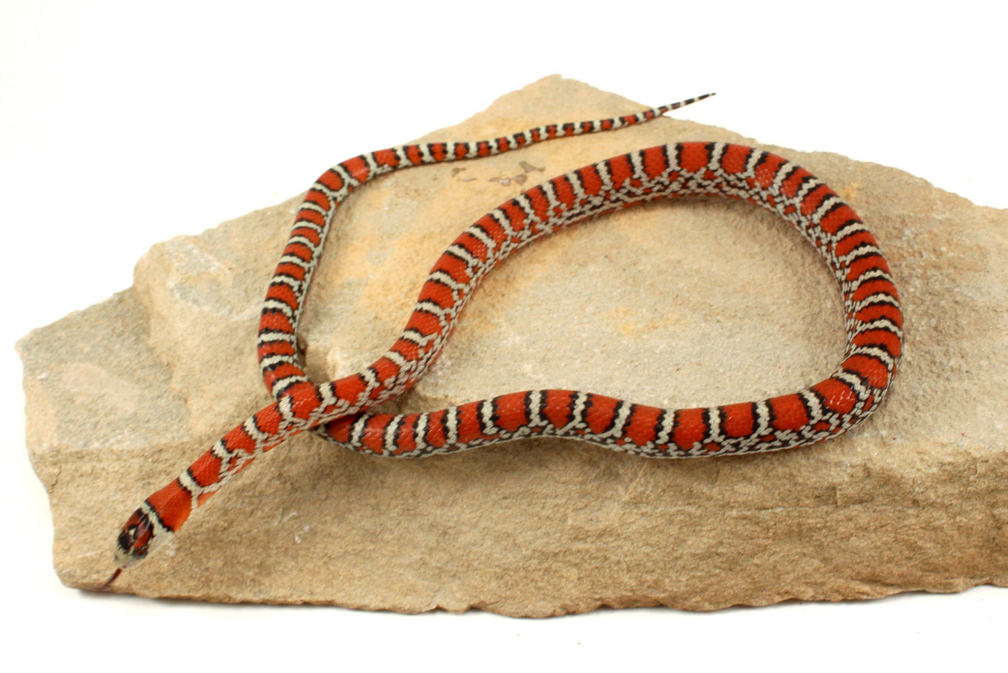 Chihuahua Mountain Kingsnake