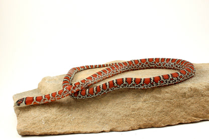 Chihuahua Mountain Kingsnake