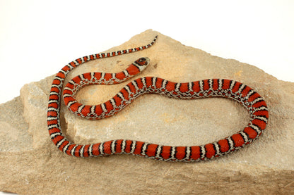 Chihuahua Mountain Kingsnake