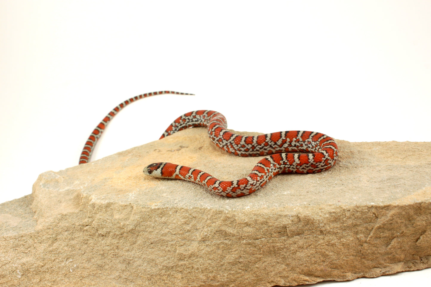 Chihuahua Mountain Kingsnake