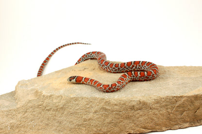 Chihuahua Mountain Kingsnake