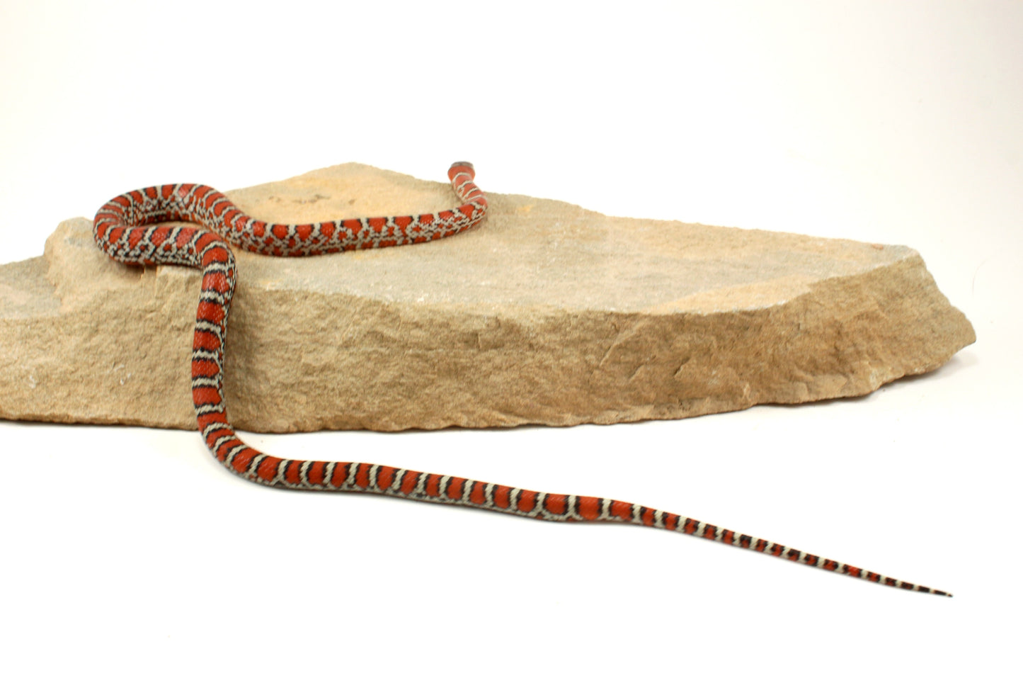 Chihuahua Mountain Kingsnake