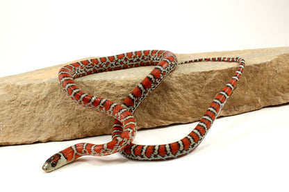 Chihuahua Mountain Kingsnake