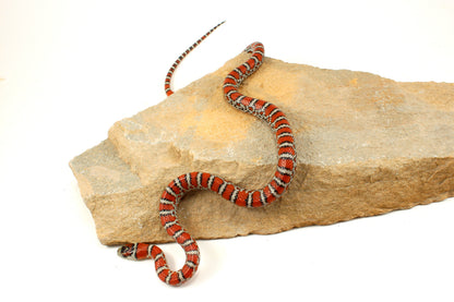 Chihuahua Mountain Kingsnake