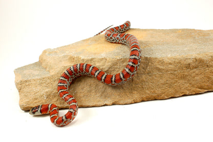 Chihuahua Mountain Kingsnake