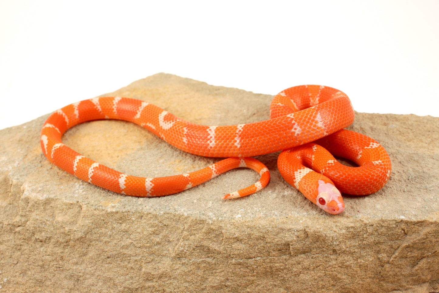 Albino Tangerine Honduran Milksnake