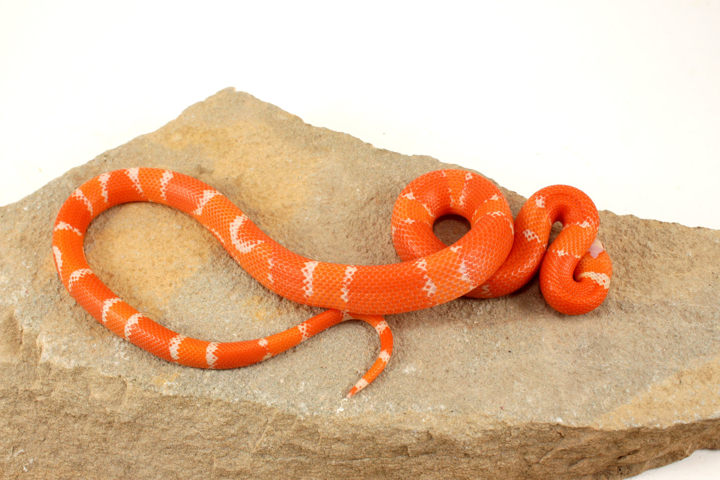 Albino Tangerine Honduran Milksnake
