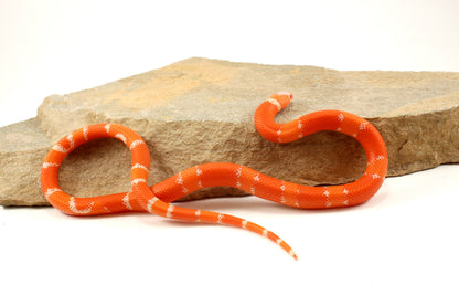 Albino Tangerine Honduran Milksnake