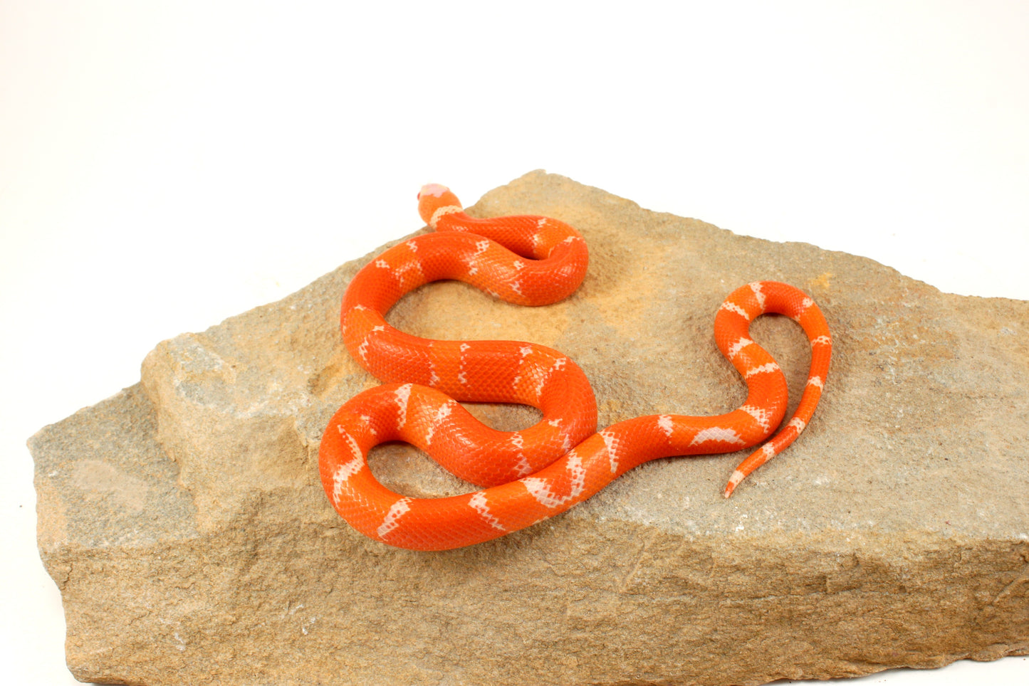 Albino Tangerine Honduran Milksnake