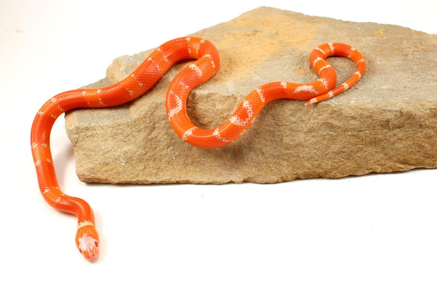 Albino Tangerine Honduran Milksnake