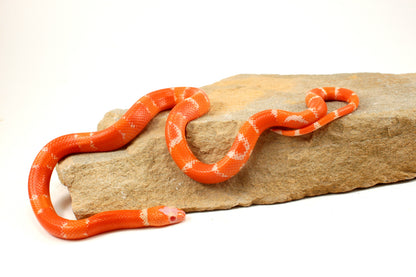 Albino Tangerine Honduran Milksnake