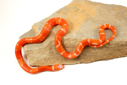 Albino Tangerine Honduran Milksnake
