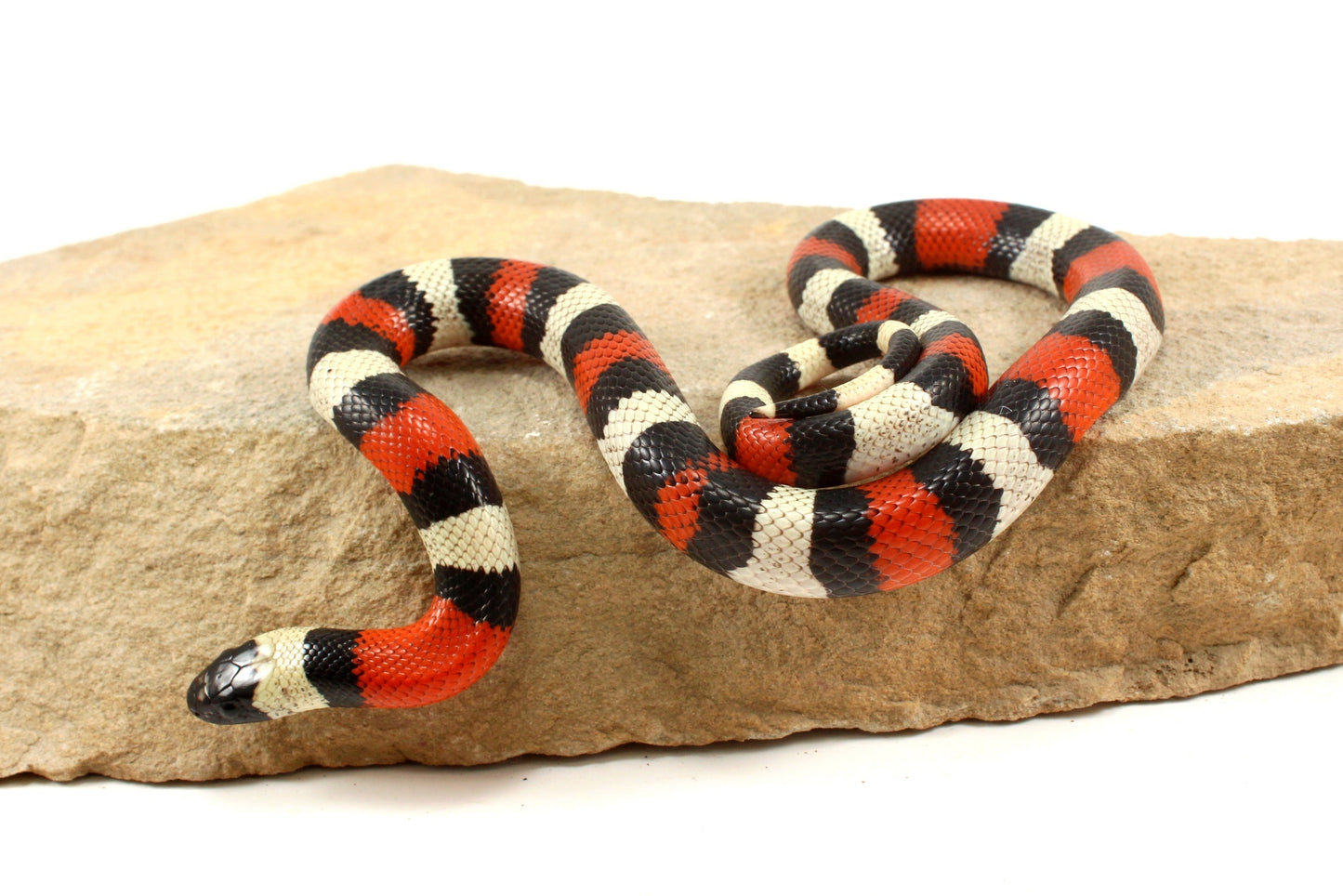 Pueblan Milksnake