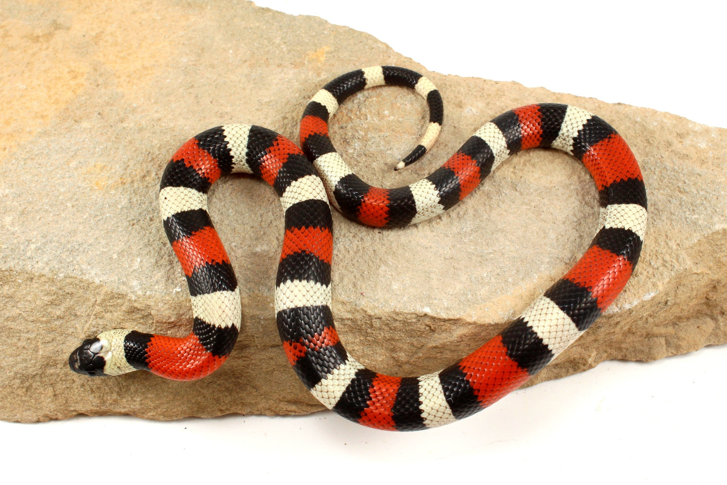 Pueblan Milksnake