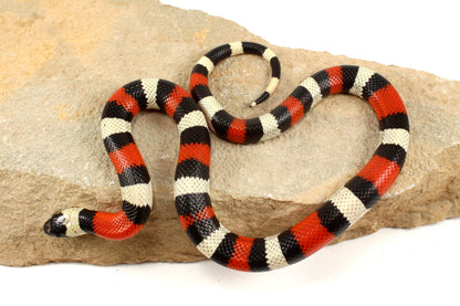 Pueblan Milksnake