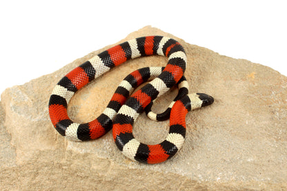 Pueblan Milksnake