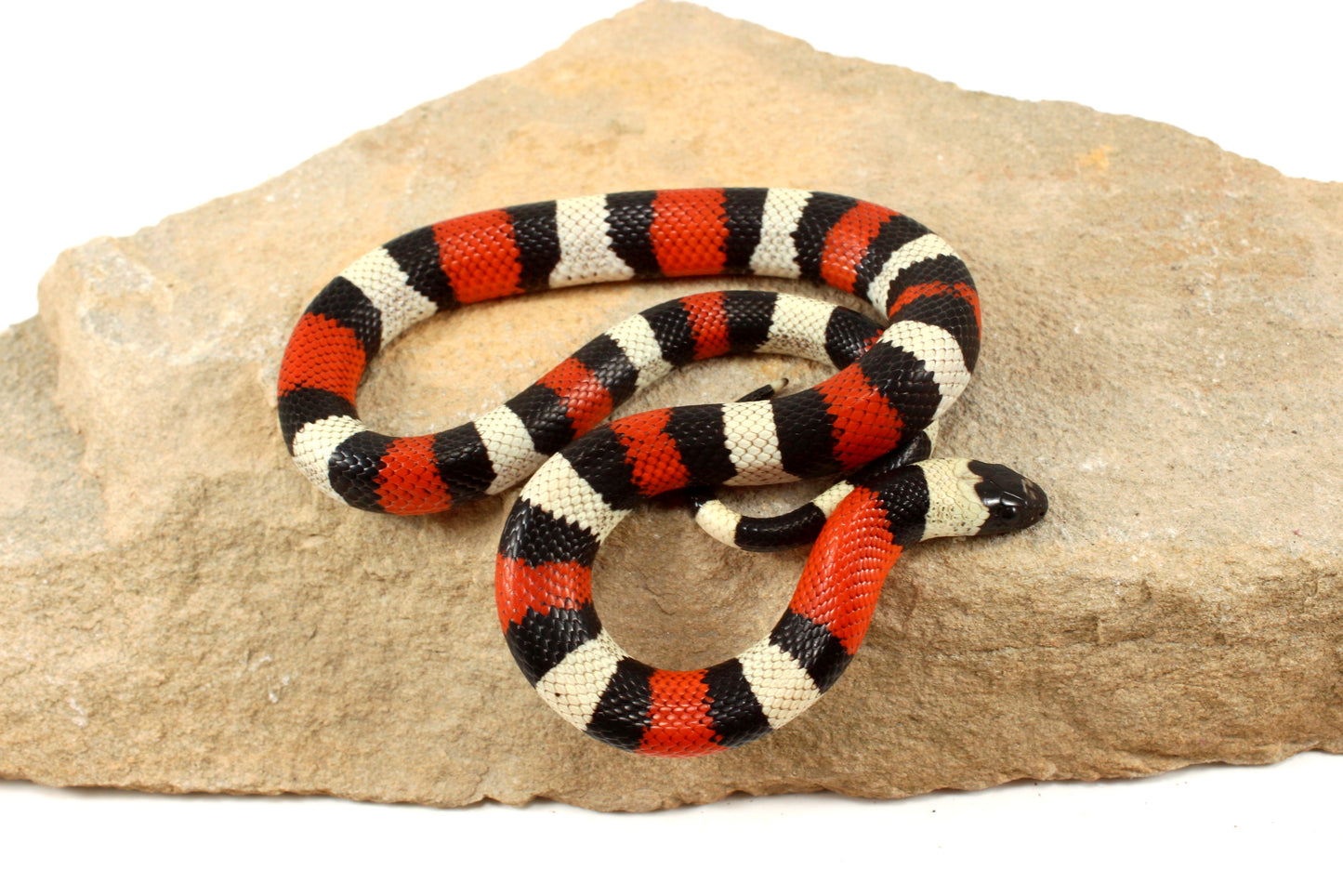 Pueblan Milksnake