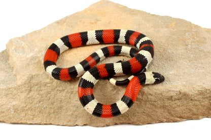 Pueblan Milksnake