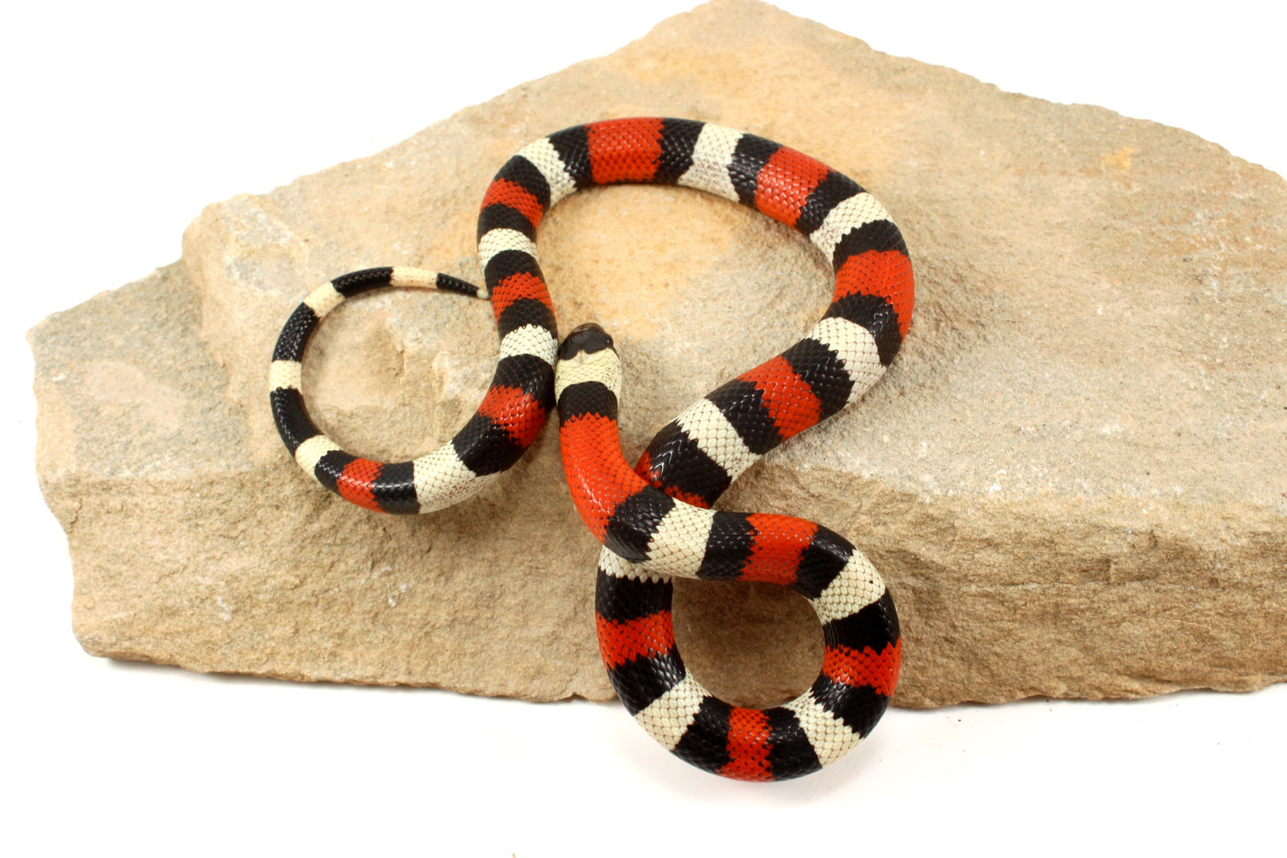 Pueblan Milksnake