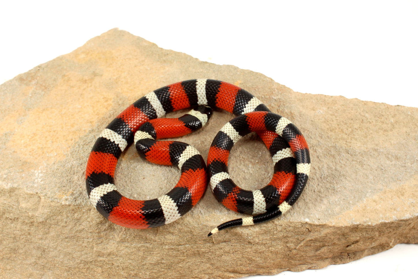 Pueblan Milksnake