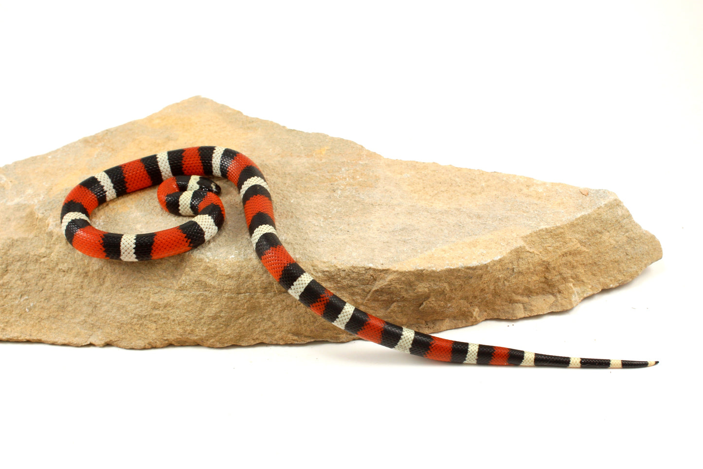 Pueblan Milksnake