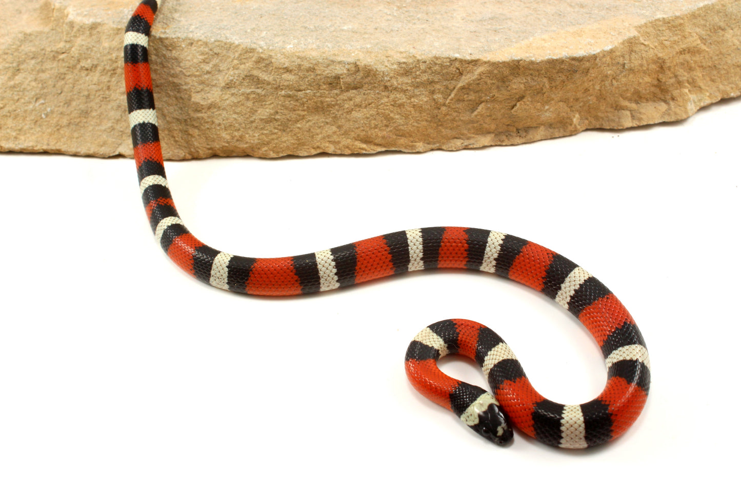 Pueblan Milksnake