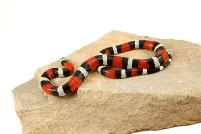 Pueblan Milksnake