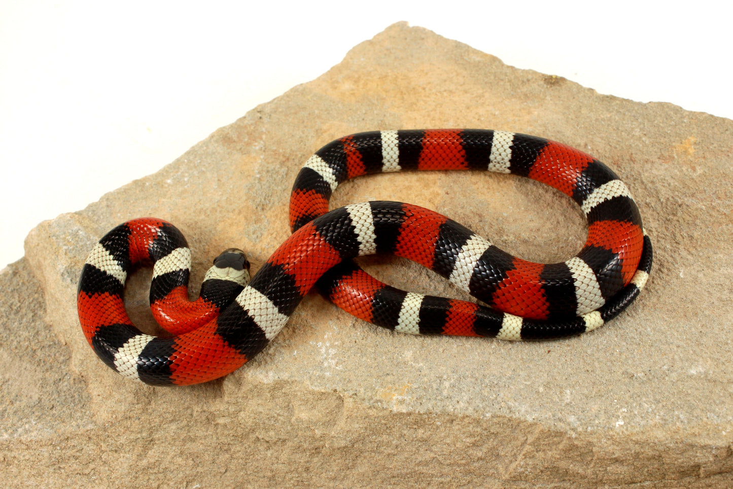Pueblan Milksnake