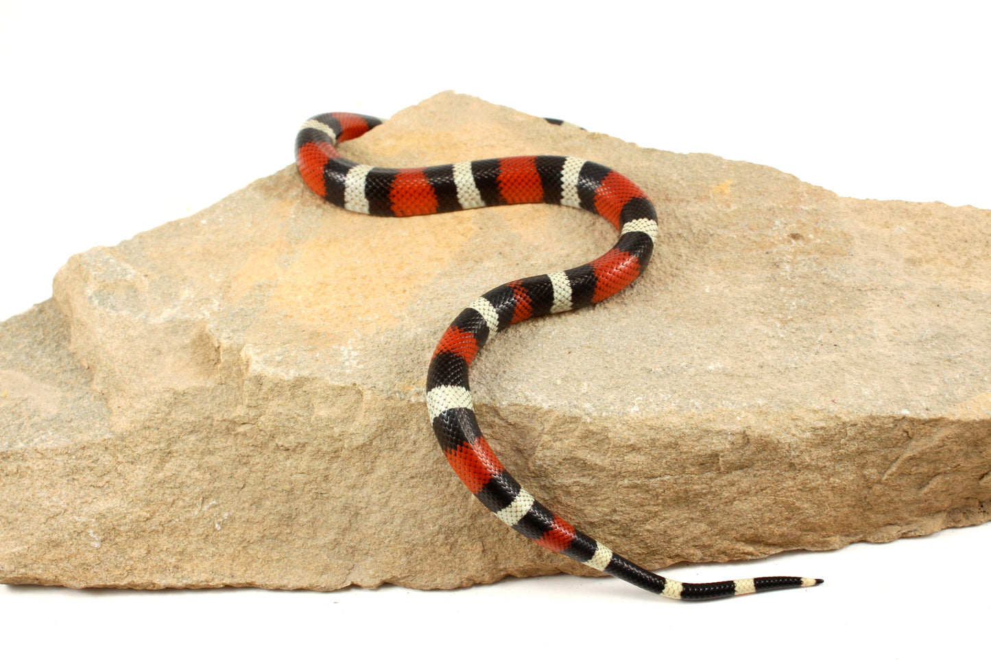Pueblan Milksnake