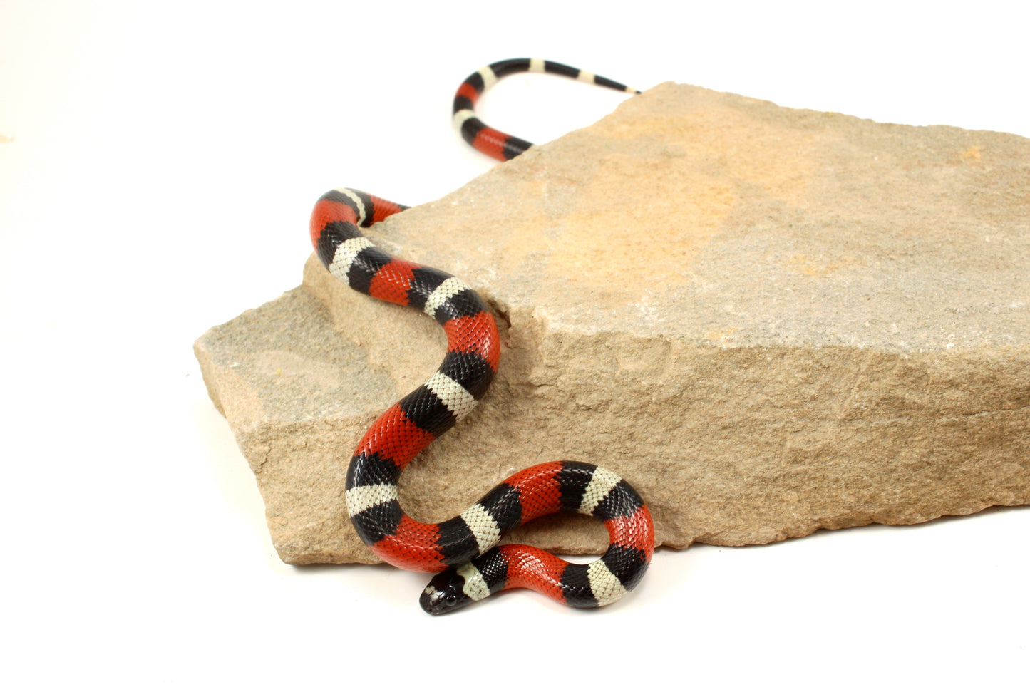 Pueblan Milksnake
