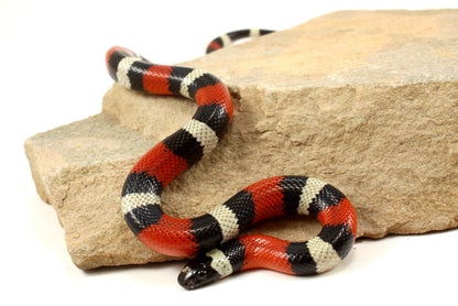 Pueblan Milksnake