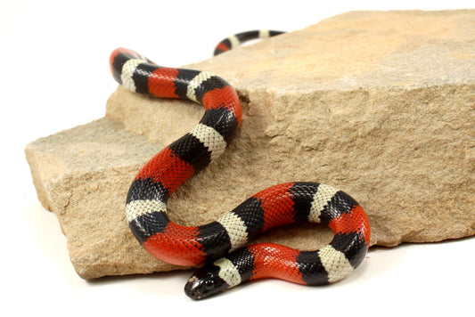 Pueblan Milksnake