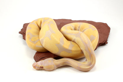 Toffino het Pied Ball Python